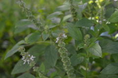 Ocimum americanum
